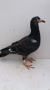 vandut