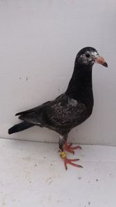 vandut