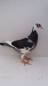 vandut