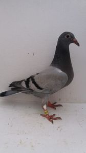 vandut