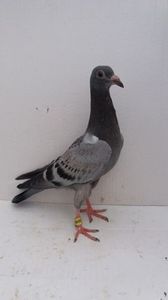 vandut
