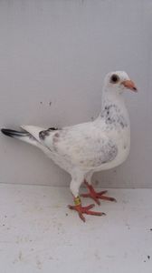 vandut