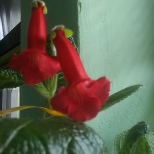 Sinningia MG's HB2