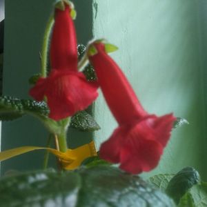 Sinningia MG's HB2