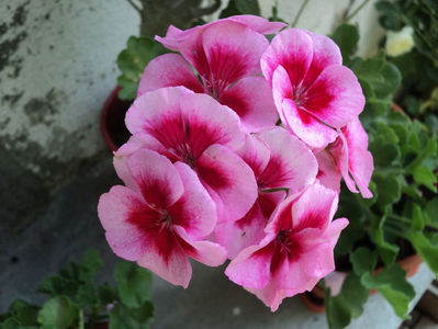 poze 2015 190