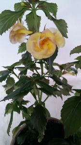rizomi plantati in 6 mai 2019