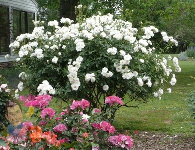 iceberg-rose-bush (1)