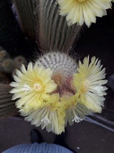 Eriocactus Leninghausi