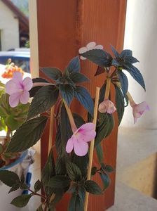 Peach Blossom