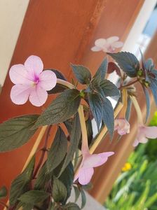 Peach Blossom