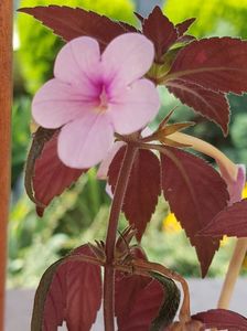 Peach Blossom