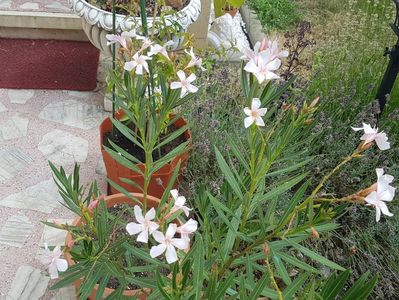 Alsace-tot sarac in floricele