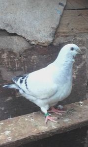 vindut