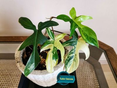 Philodendron Florida Variegated