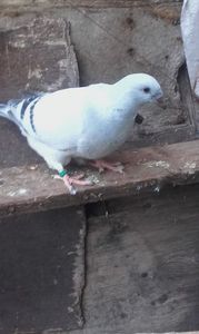vindut