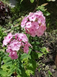 Phlox paniculata roz deschis