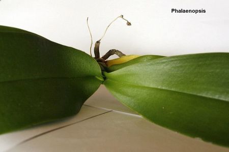 27.07.19; Creste o frunza. (evolueaza identic cu o surata de-a ei, cu radacini, transplantata direct pe substrat de coji- carbune- muschi la inceputul lunii- aceea a pierdut o frunza la inceputul saptamanii)
