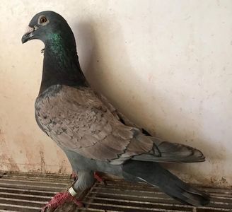 IMG-20190723-WA0017