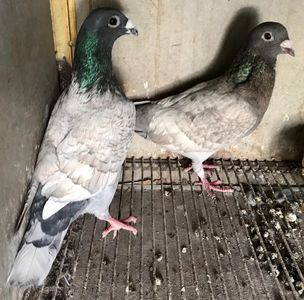 IMG-20190727-WA0003