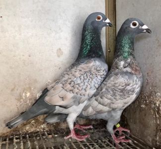 IMG-20190727-WA0001