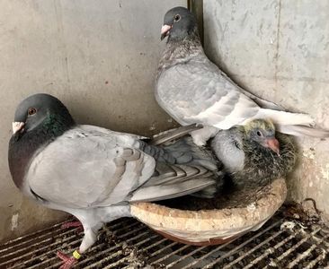 IMG-20190727-WA0002