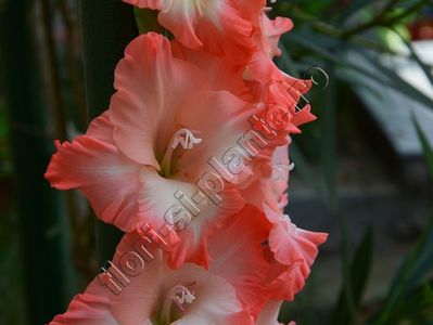 Gladiole 1