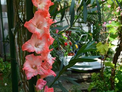 Gladiole 2