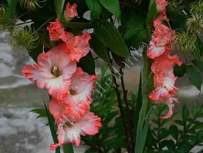 Gladiole 8