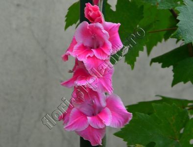 Gladiole 3