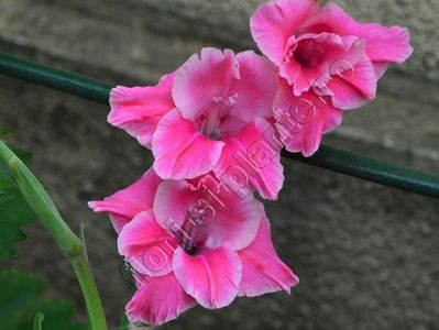 Gladiole 5