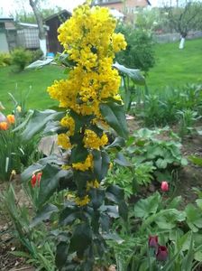 Mahonia in floare