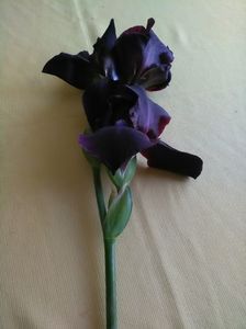 iris
