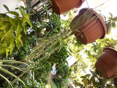 Planta 2