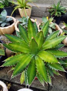 Agave lophantha splendida 100