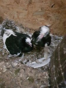 received_2422675561301204