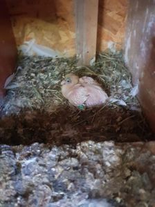 received_525385348230642