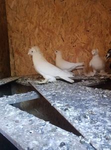 received_640076386486223