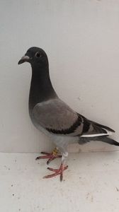 vandut