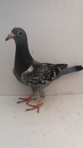 vandut
