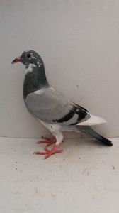 vandut