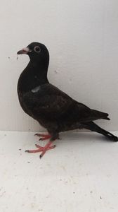 vandut