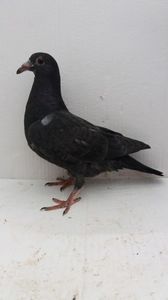 vandut