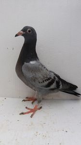 vandut