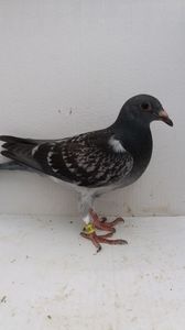 vandut