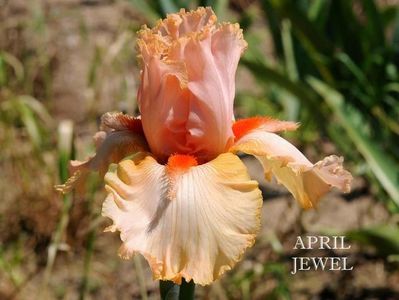 April Jewel; 7
