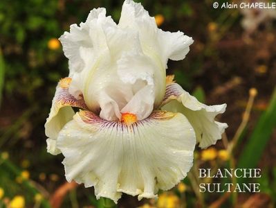 Blanche Sultane; 10
