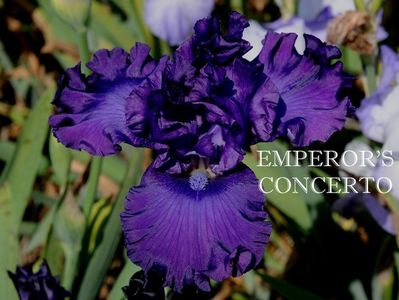 Emperor s Concerto; 6
