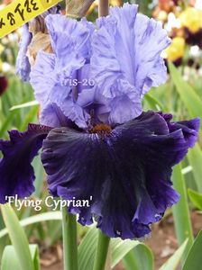 FLYING CYPRIAN; 15
