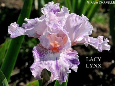 Lacy Lynx; 8

