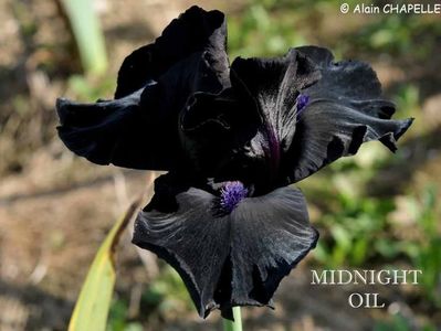 Midnight Oil; 8
